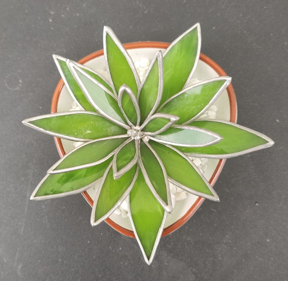 Succulent
